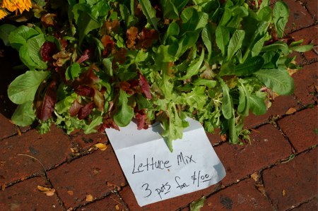 lettuce-mixes.jpg